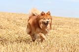 CHIEN FINNOIS DE LAPONIE 246